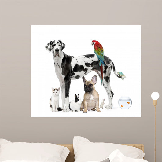 Pets Standing Front White
