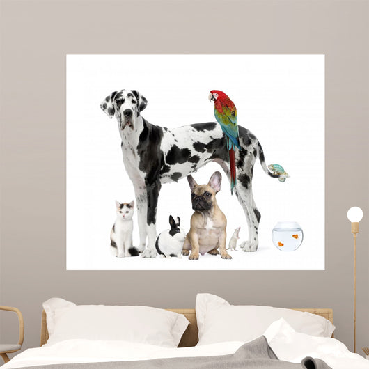 Pets Standing Front White