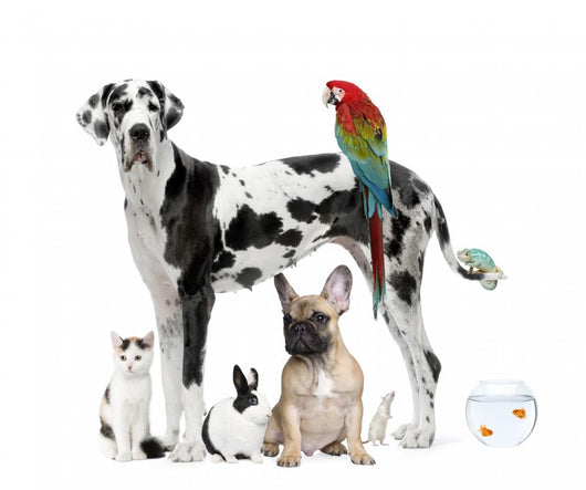 Pets Standing Front White Wall Decal Design 2