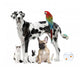 Pets Standing Front White Wall Decal Design 2