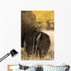Buffalo Grazing Wall Mural