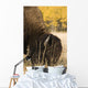 Buffalo Grazing Wall Mural