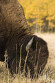 Buffalo Grazing Wall Mural