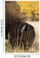 Buffalo Grazing Wall Mural