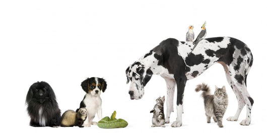 Pets Front White