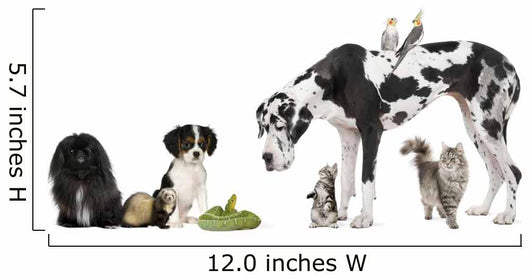 Pets Front White