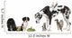 Pets Front White
