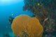 Similan Islands Underwater Park, Thailand, Southeast Asia Wall Mural