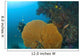 Similan Islands Underwater Park, Thailand, Southeast Asia Wall Mural
