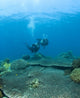 Apo Island Marine Park, Philippines, Asia Wall Mural
