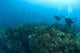 Apo Island Marine Park, Philippines, Southeast Asia Wall Mural