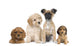 Group Puppy Dogs