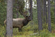 Jasper National Park, Jasper, Alberta, Canada Wall Mural
