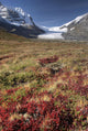 Columbia Icefield, Jasper National Park, Alberta, Canada Wall Mural