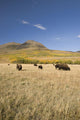 American Bison Wall Mural
