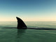 Shark Wall Mural