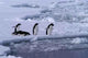 Adelie Penguin Wall Decal