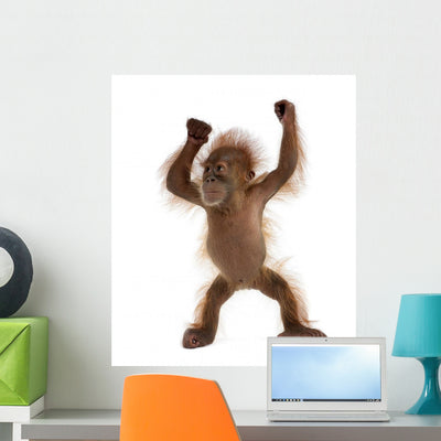 Baby Sumatran Orangutan Standing Wall Decal Design 2 shown on a wall
