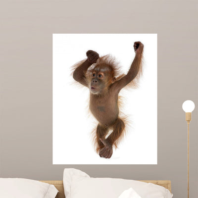 Baby Sumatran Orangutan Wall Decal Design 2 shown on a wall