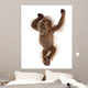 Baby Sumatran Orangutan Wall Decal