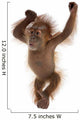 Baby Sumatran Orangutan Wall Decal