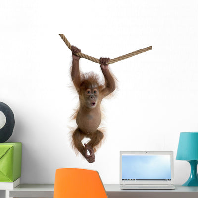 Baby Sumatran Orangutan Hanging Wall Decal shown on a wall