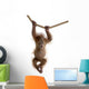 Baby Sumatran Orangutan hanging on rope against white background Wall Decal