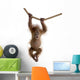 Baby Sumatran Orangutan hanging on rope against white background Wall Decal