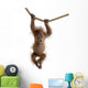 Baby Sumatran Orangutan hanging on rope against white background Wall Decal