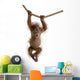 Baby Sumatran Orangutan hanging on rope against white background Wall Decal