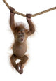 Baby Sumatran Orangutan hanging on rope against white background Wall Decal