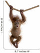 Baby Sumatran Orangutan hanging on rope against white background Wall Decal
