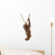 Baby Sumatran Orangutan hanging on rope against white background Wall Decal