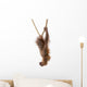 Baby Sumatran Orangutan hanging on rope against white background Wall Decal
