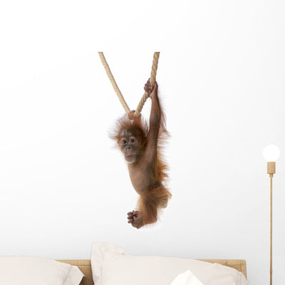 Baby Sumatran Orangutan Hanging Wall Decal shown on a wall