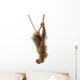 Baby Sumatran Orangutan hanging on rope against white background Wall Decal