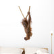 Baby Sumatran Orangutan hanging on rope against white background Wall Decal