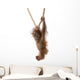 Baby Sumatran Orangutan hanging on rope against white background Wall Decal