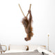 Baby Sumatran Orangutan hanging on rope against white background Wall Decal