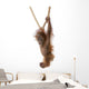 Baby Sumatran Orangutan hanging on rope against white background Wall Decal