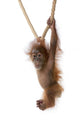 Baby Sumatran Orangutan hanging on rope against white background Wall Decal