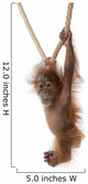 Baby Sumatran Orangutan hanging on rope against white background Wall Decal