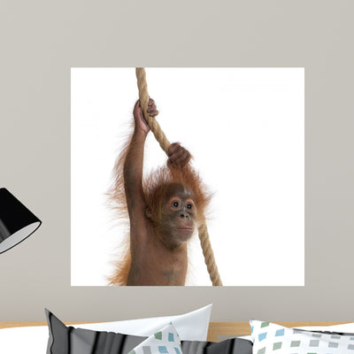 Baby Sumatran Orangutan Hanging Wall Decal shown on a wall