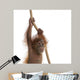 Baby Sumatran Orangutan Hanging
