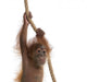 Baby Sumatran Orangutan Hanging