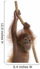 Baby Sumatran Orangutan Hanging