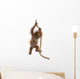 Baby Sumatran Orangutan hanging on rope against white background Wall Decal