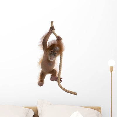 Baby Sumatran Orangutan Hanging Wall Decal shown on a wall