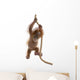Baby Sumatran Orangutan hanging on rope against white background Wall Decal