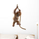 Baby Sumatran Orangutan hanging on rope against white background Wall Decal